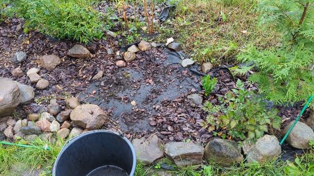 29-09-2025.Дача.Пересадка ХОСТ на новую клумбу..С клубникой закончила))) смотреть онлайн