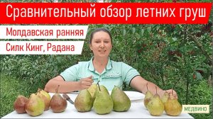 Сравнительный обзор летних груш Молдавская ранняя, Силк Кинг, Радана