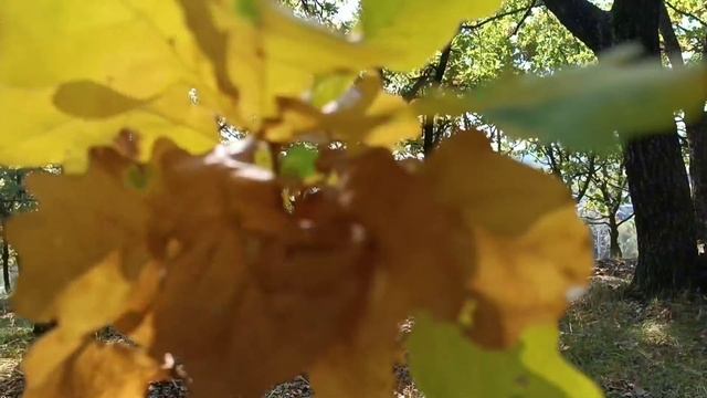 Здесь только растут дубы. А Воздух. Вот сняла себе на память. смотреть онлайн