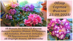 Обзор Сортов Фиалок 23.09.2025!