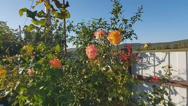 Осень. Розы востанавливаются после ветра. смотреть онлайн