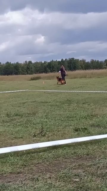 Зависть Богов ГЕРМАНИКА - №24. ИРКУТСК 6 сентября`25 Моно немецких овчарок