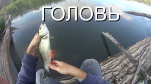 Рыбалка на голавля!  Ловлю крупного голавля на куриную печёнку! снасть на голавля!