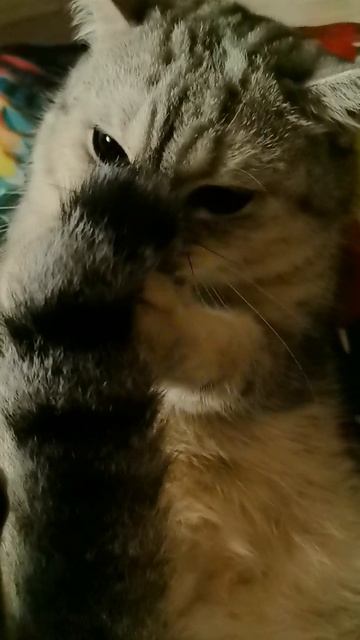 смешные видео  с животными  23-09-2025