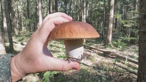 💥ГРИБНОЙ СЕНТЯБРЬ 2025 в ПОДМОСКОВЬЕ👉ПОШЛА РЯДОВКА ФИОЛЕТОВАЯ, ГОВОРУШКА ДЫМЧАТАЯ, ЗИМНИЕ ОПЯТА🍄