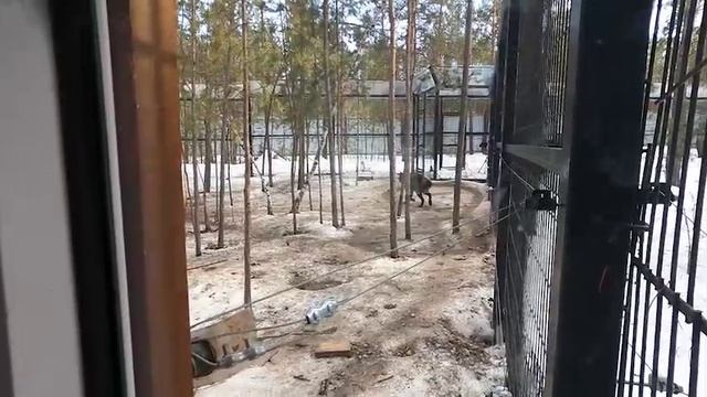 Зоопарк "Орто Дойду" в Хангаласском улусе 20.04.2024 года: павлин, кыталык (стерх), волк. смотреть онлайн