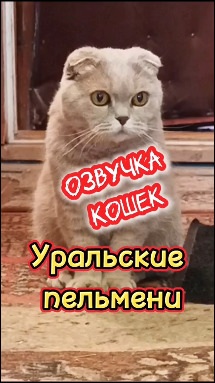 Кошки с озвучкой. смотреть онлайн