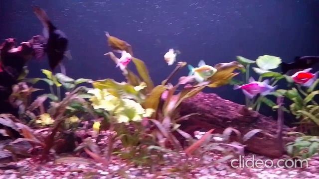 Мои аквариумы 23.09.2025г