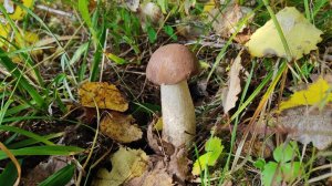 Грибная охота на Среднем Урале. Съедобные грибы. Грибалка