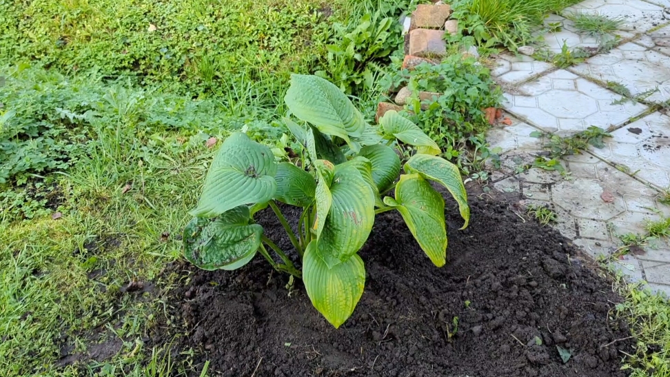 01-10-2025.Дача.Старая смородина уступила место Хосте)) смотреть онлайн