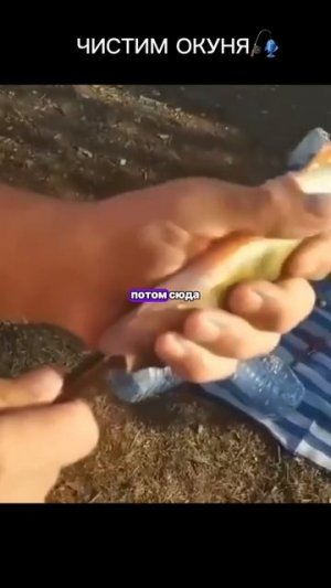 Как чистить окуня 🎣