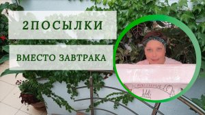 2 ПОСЫЛКИ ВМЕСТО ЗАВТРАКА 23-09-2025