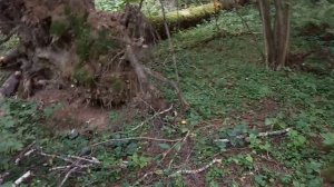 Поход за грибами опятами сбор 2025 год