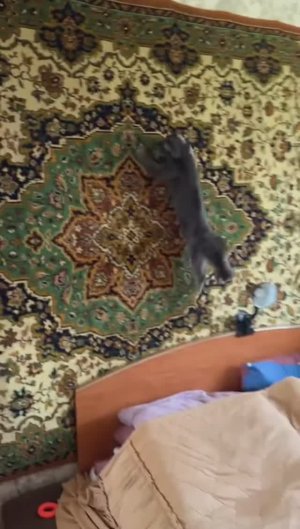 🤣 Гравитация?....... Не слышал о такой 🤣