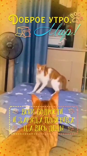 доброе утро