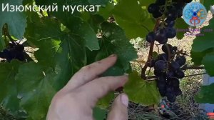 Обзор виноградника гф изюмский мускат'25