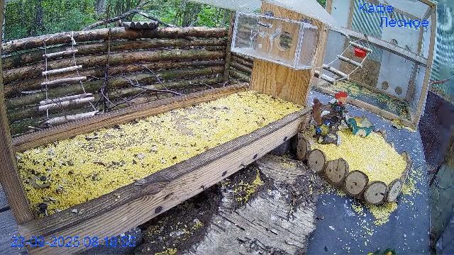 🔴24/7 Кормушка в лесу онлайн "Кафе Лесное" #Relaxing #природа #звуки леса #сентябрь смотреть онлайн