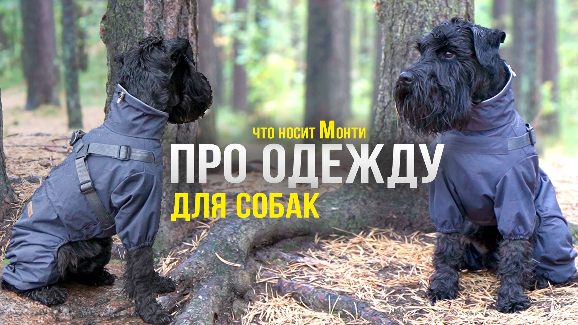 Одежда для Собак. Как защитить от грязи. смотреть онлайн