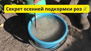 Осенняя подкормка роз для их пышного цветения весной.