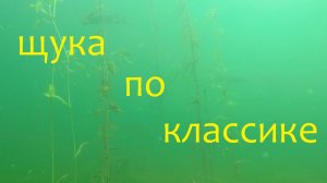 Щука. подводная охота на озере.
