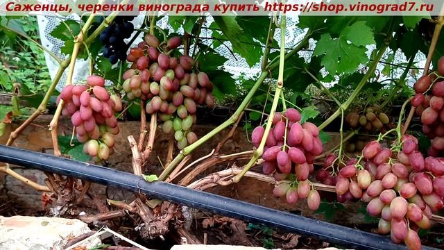 Виноград 07.2025 - Прерия, очень раннего срока созревания с нежным бархатным мускатом ягод смотреть онлайн