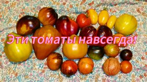 Эти томаты покорили в сезоне 2025! Буду сажать всегда.👍