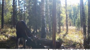 СОЛОНЕЦ ДЛЯ ЛОСЯ. Сентябрь 2025г.