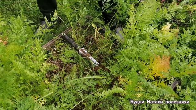 Собираем лук порей. Откровения мужа.