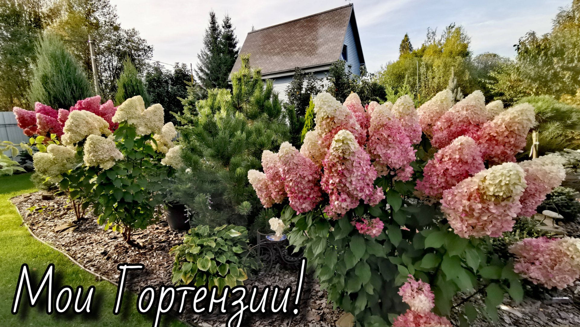 ГОРТЕНЗИИ в саду! Рассказ дилетанта😂21.09.2025г #гортензии #garden #обзор #сад смотреть онлайн