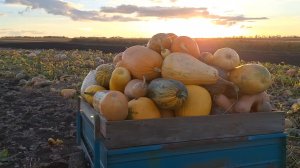 Жизнь Деревенская.Закончила с тыквой.О жизни повседневной.