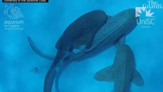 Ученые впервые сняли групповое спаривание акул смотреть онлайн