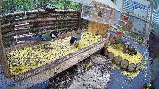 🔴24/7 Кормушка в лесу онлайн "Кафе Лесное" #Relaxing #природа #звуки леса #сентябрь смотреть онлайн