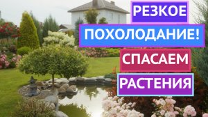 КАКИЕ РАСТЕНИЯ НУЖНО СРОЧНО УКРЫВАТЬ ПРИ НАСТУПЛЕНИИ ХОЛОДОВ!
