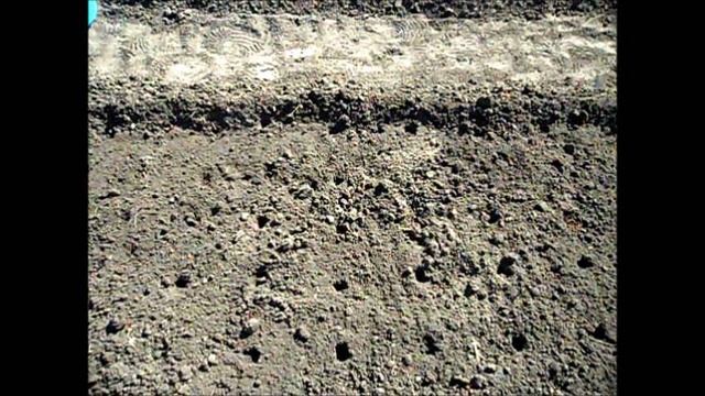 Посадка чеснока