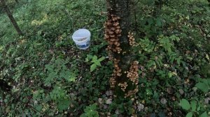 Осенние опята - сбор 2025 сентябрь