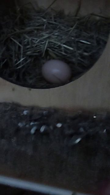 Со дня на день курочки должны начать нестись)) смотреть онлайн