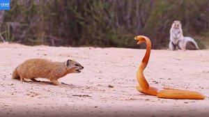 Мангуст и Африканские Белки Атакуют Жёлтую Кобру