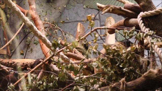 Ленивцы после обеда отдыхают 17.09.2025 смотреть онлайн