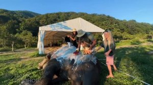 Парк слонов в Сочи Андрея Дементьева-Корнилова.