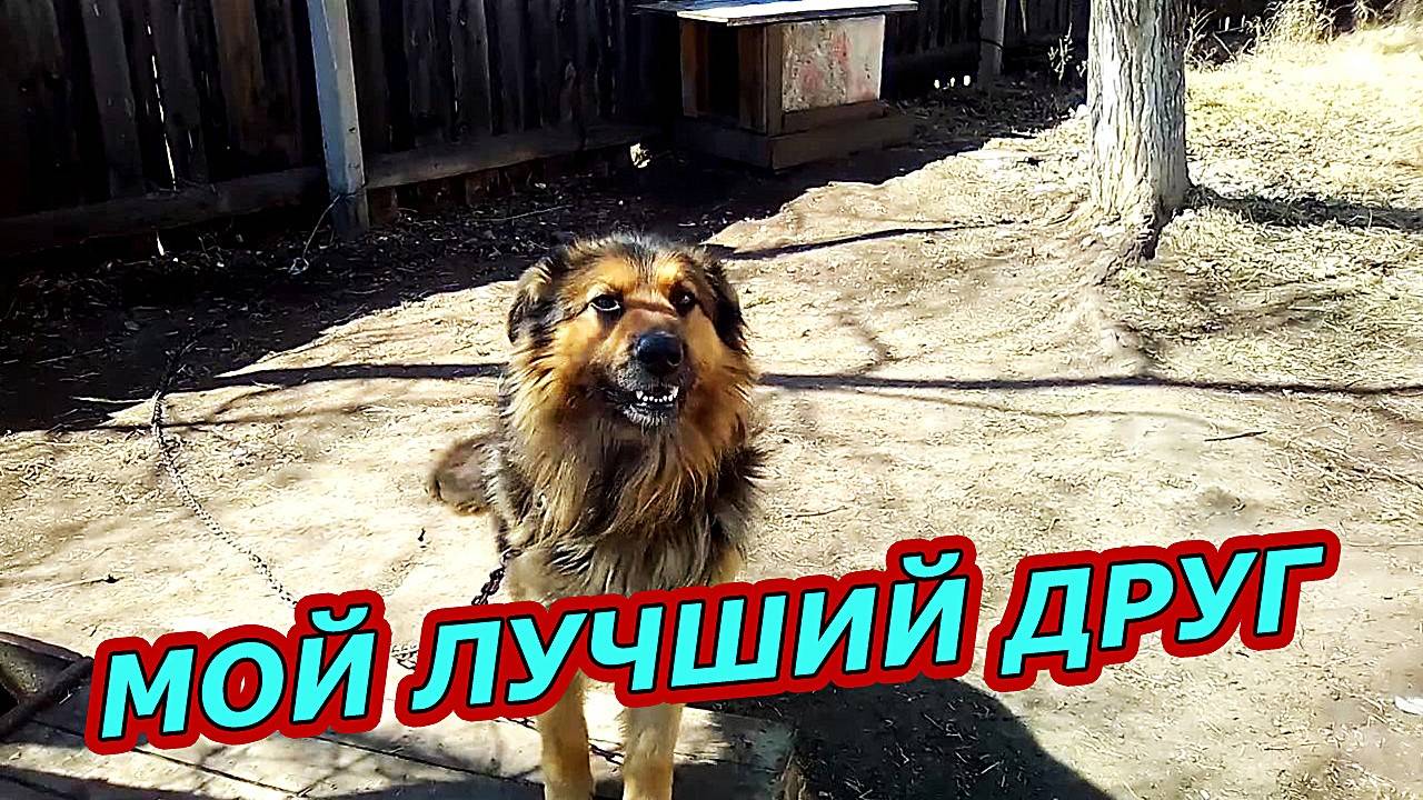 Собака — Лучший Друг, Который Всегда Рядом смотреть онлайн