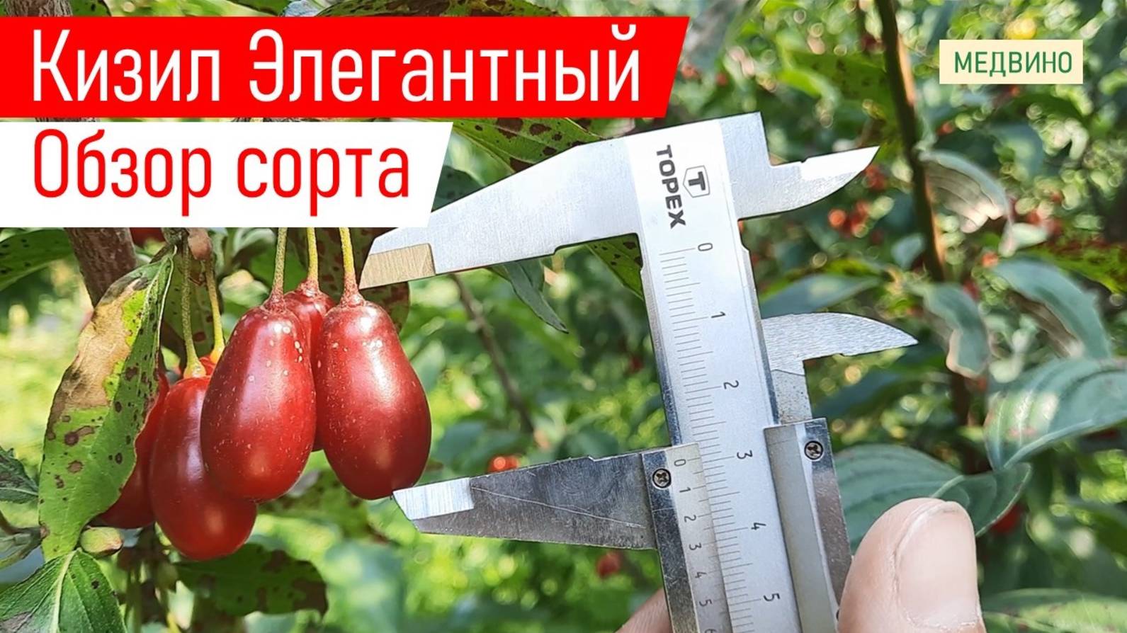 #кизил #саженцы Ранний КИЗИЛ Элегантный обзор сорта смотреть онлайн