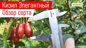 #кизил #саженцы Ранний КИЗИЛ Элегантный обзор сорта