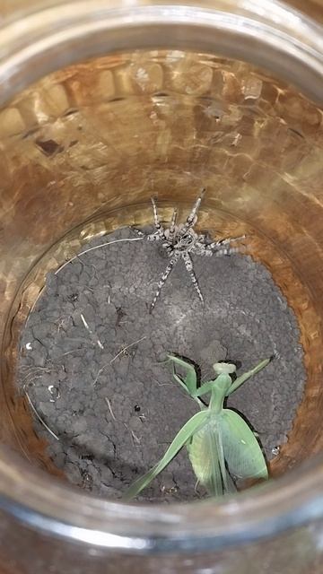 Жёсткий бой богомола и тарантула! смотреть онлайн