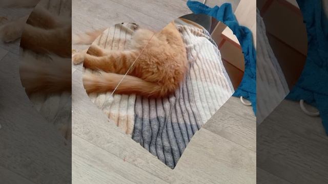 Котик 1 сезон 2 серия