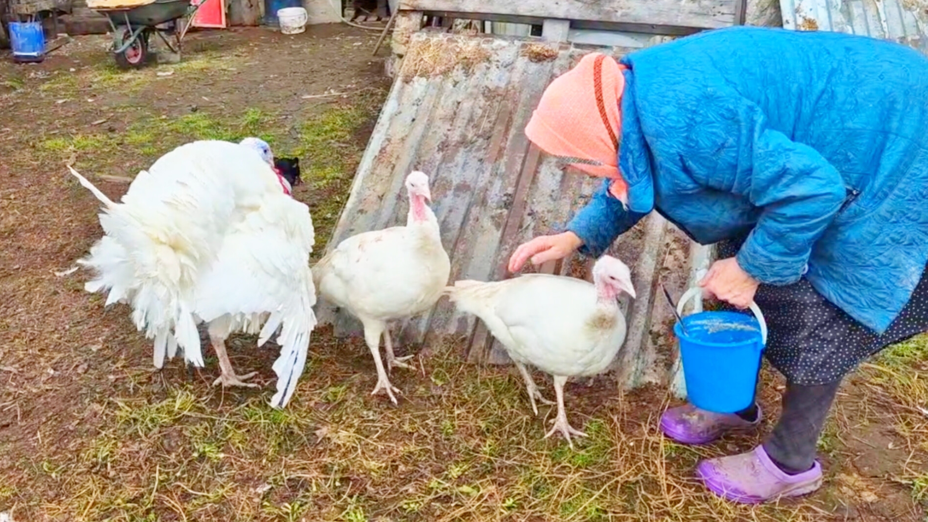 Деревенские Будни и мы с Бабушкой на хозяйстве смотреть онлайн