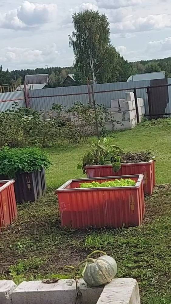 Утилизация Дендробены на даче. смотреть онлайн