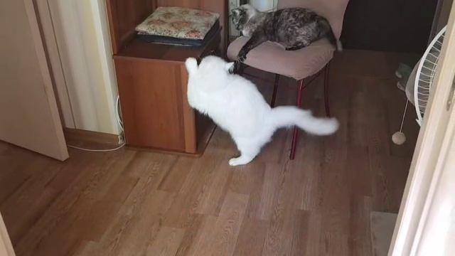 Леся и Сёма -"Дай куснуть"! смотреть онлайн