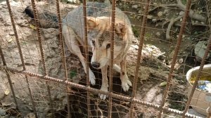 ВОЛК В ВОЛЬЕРЕ. ХАДЖОХСКАЯ ТЕСНИНА