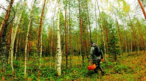 Грибник перешел БОЛОТО зашел в ЛЕС и ОБАЛДЕЛ! Один в лесу ТАКОГО НЕ ОЖИДАЛ! Ягоды и Грибы 2025