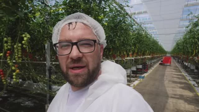 Борьба с ToBRF и PepMV: Голландский опыт в теплицах Амстердама.